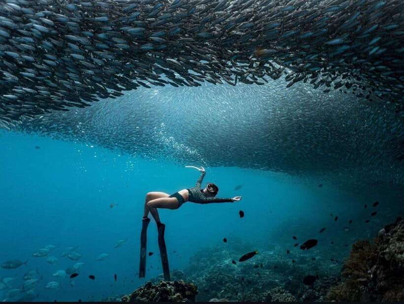 Bohol: Guided Sardine Reef Snorkeling Experience - Sardine Reef in Panglao: what you are really paying for