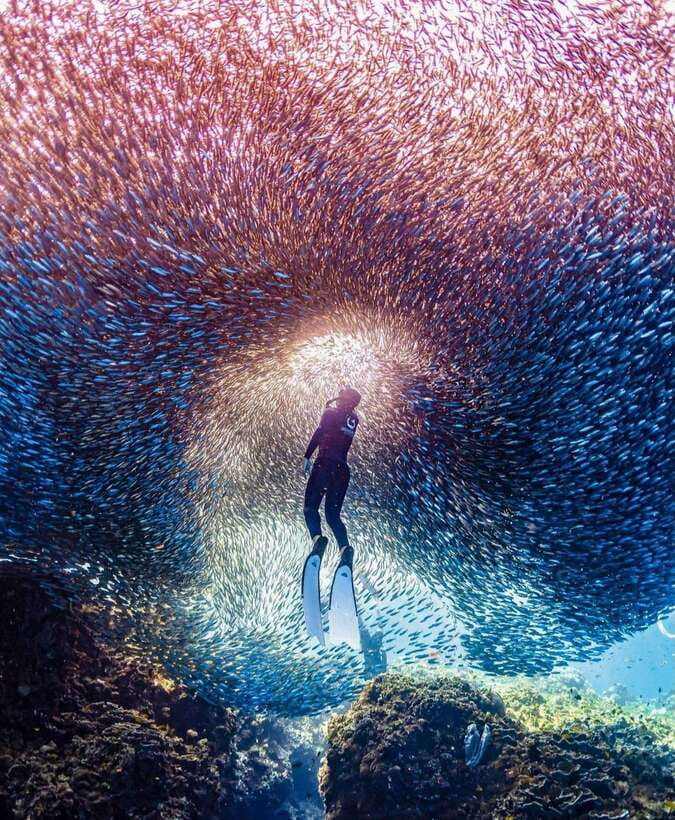 Bohol: Guided Sardine Reef Snorkeling Experience - Hotel pickup in the Panglao zone and what to do if you are outside it