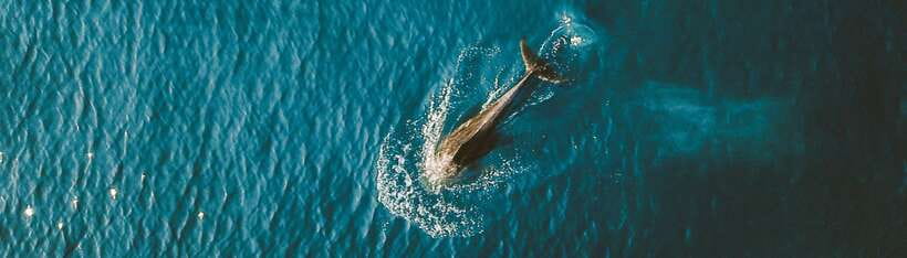 Bohol: Pamilacan Island Dolphin/Turtle Watching Tour & Lunch - The Dolphin Watching Stop: Short Window, Big Payoff