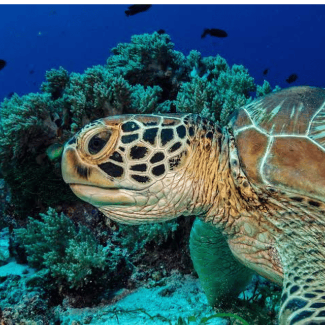 Bohol: Panglao Island Hopping Tour with Snorkeling (Private) - What’s Included, and What You’ll Want to Bring