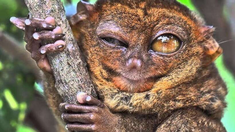 Bohol: Premium Chocolate Hills, Tarsiers & River Experience - Tarsier Sanctuary: tiny primates, quiet viewing, and conservation focus
