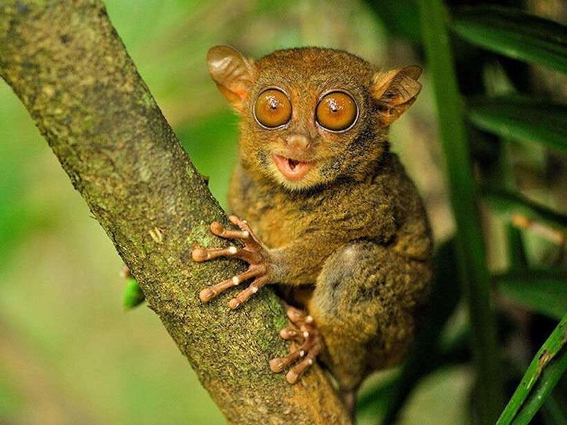 Bohol: Premium Chocolate Hills, Tarsiers & River Experience - Man-made forest under mahogany trees for a breather