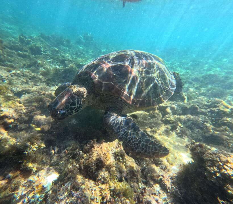 Bohol PREMIUM PAMILACAN Island Tour - Key highlights you will actually feel