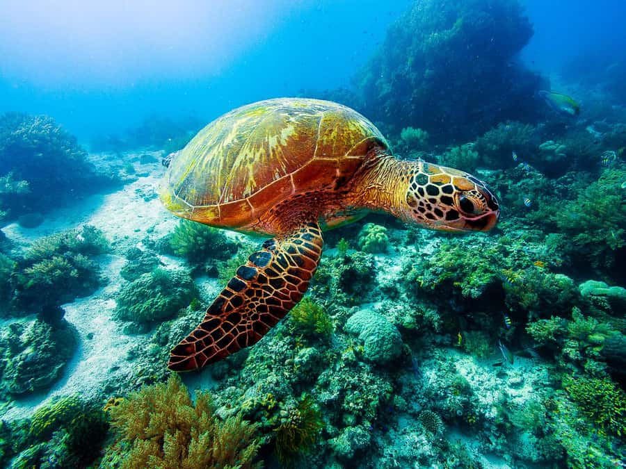 Bohol: Private Balicasag Tour with extra snorkeling time - Key Highlights You Should Know Before You Go