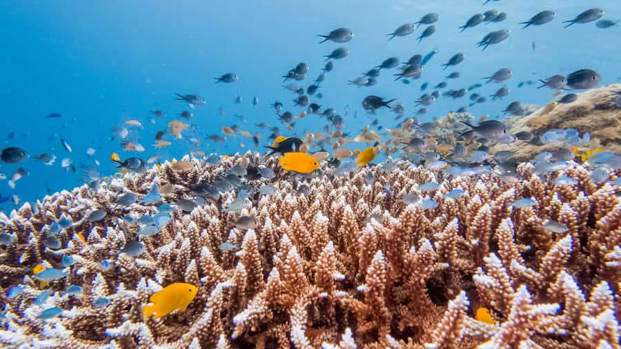 Bohol: Private Balicasag Tour with extra snorkeling time - A 6-hour Private Balicasag Plan That Starts Early