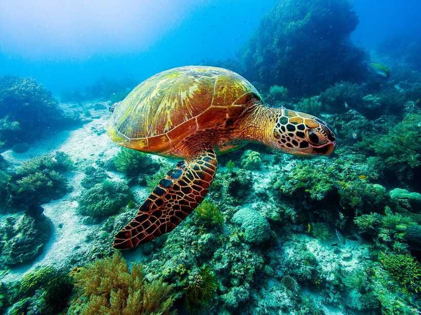 Bohol: Private Balicasag Tour with extra snorkeling time - Should You Book This Balicasag Private Tour With Extra Snorkeling Time?