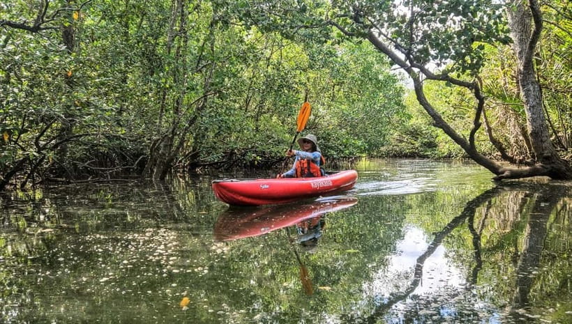 Bohol: SUSTAINABLE Mangrove Tunnels & Firefly Kayaking trail - Safety Briefing and the First Kayak Lesson on the River