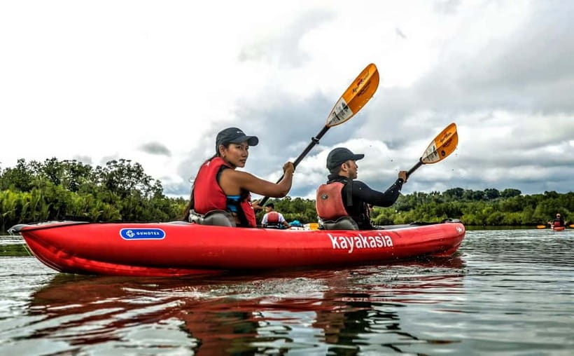 Bohol: SUSTAINABLE Mangrove Tunnels & Firefly Kayaking trail - Afternoon Paddling: Mangrove Tunnels, Nipa Palms, and Wildlife Viewing