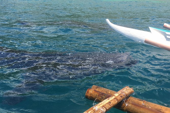 Bohol Whaleharks Interaction & Bohol Countryside Tour with Lunch (Cebu or Bohol) - A Full Day Combo: Whale Sharks and Bohol Countryside