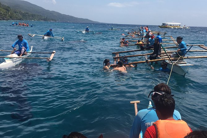 Bohol Whaleharks Interaction & Bohol Countryside Tour with Lunch (Cebu or Bohol) - Price and Value at $165: What You’re Getting for the Money