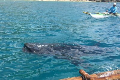 Bohol Whaleharks Interaction & Bohol Countryside Tour with Lunch (Cebu or Bohol)