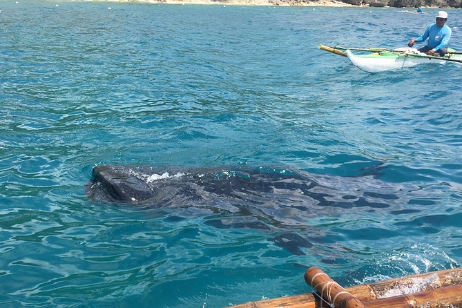 Bohol Whaleharks Interaction & Bohol Countryside Tour with Lunch (Cebu or Bohol) - Oslob Whale Sharks: Rules, Snorkel Gear, and What You’ll Actually See