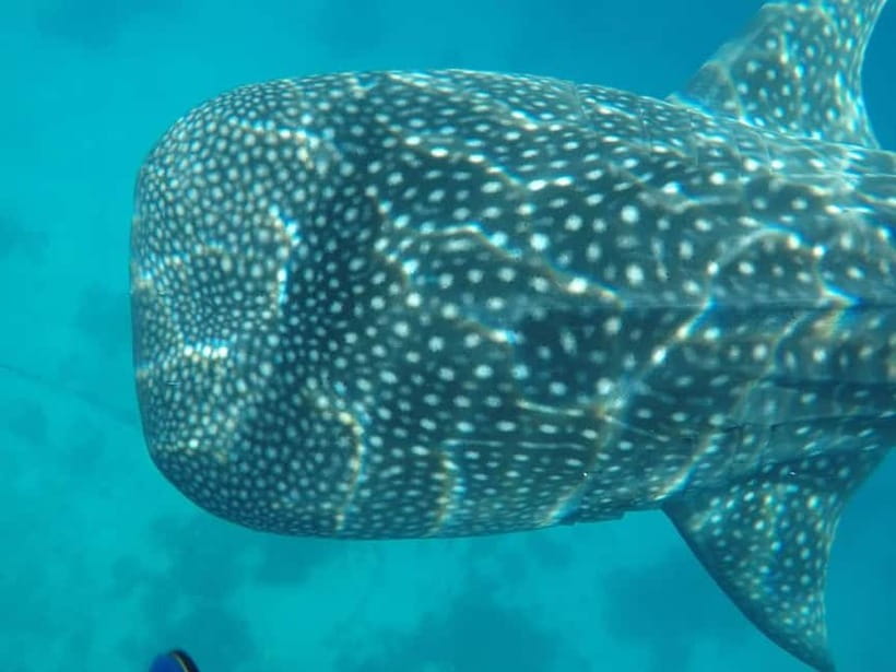 Cebu: 2-Day Private Tour Moalboal and Oslob - Why Southern Cebu Makes Sense as a 2-Day Private Route