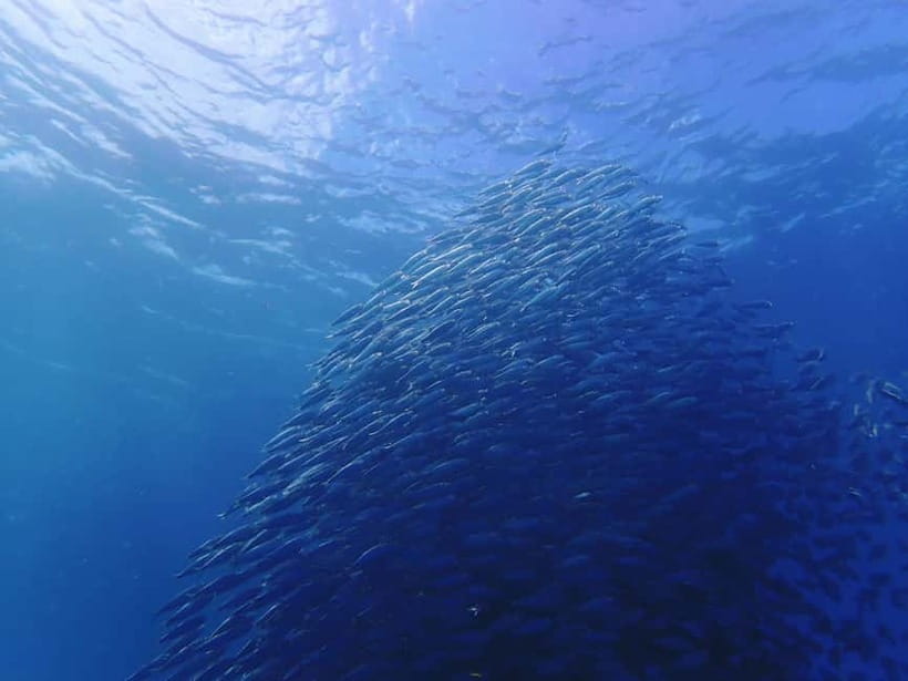 Cebu: 2-Day Private Tour Moalboal and Oslob - Moalboal Snorkeling With Sardines and Sea Turtles