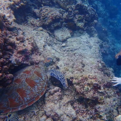 Cebu: 2-Day Private Tour Moalboal and Oslob