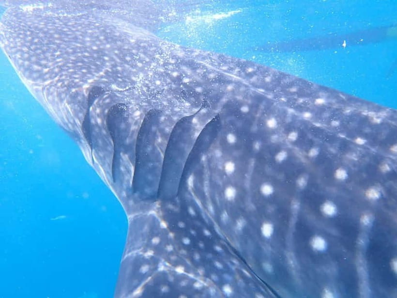 Cebu: 2-Day Private Tour Moalboal and Oslob - The Panagsama Night: Good Location, Room Comfort Can Vary
