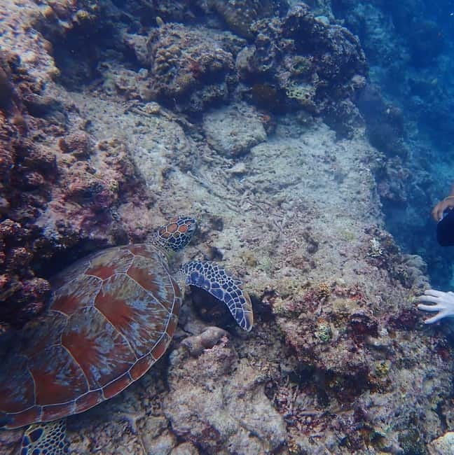 Cebu: 2-Day Private Tour Moalboal and Oslob - Day 1 in Cebu: Kawasan Falls, Moalboal Snorkeling, and Panagsama Sunset