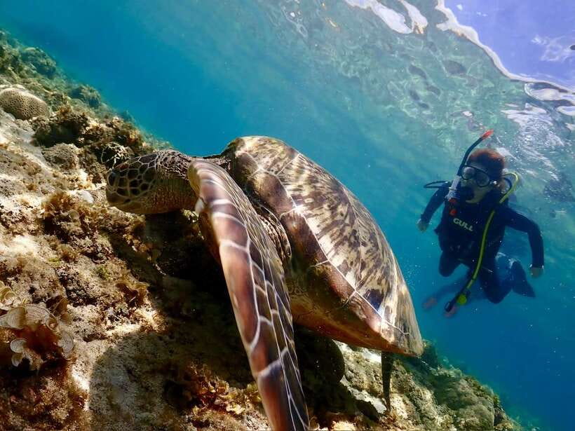 Cebu: Beach Scuba Diving Experience - The underwater highlights: sardines, sea turtles, lion fish, and reef life