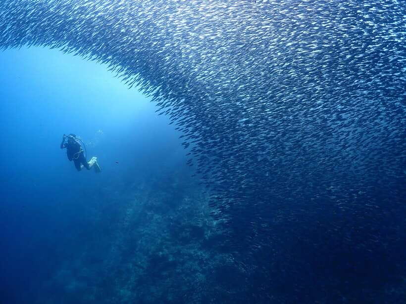 Cebu: Beach Scuba Diving Experience - Equipment, showers, and changing rooms: comfort after you get salty