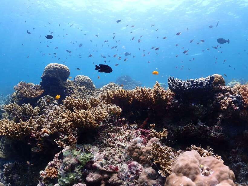 Cebu: Boat Diving Two Dive Tour in Olango Island - Key highlights I’d plan around