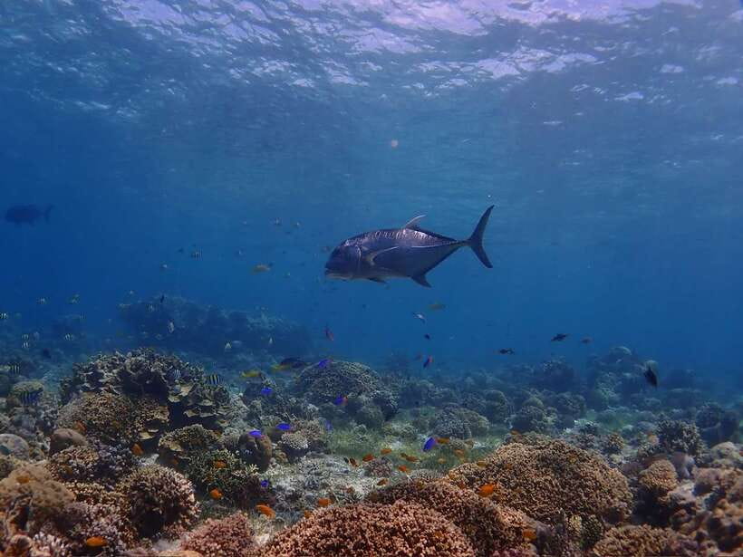 Cebu: Boat Diving Two Dive Tour in Olango Island - Olango Island marine life: fish spotting without touching anything