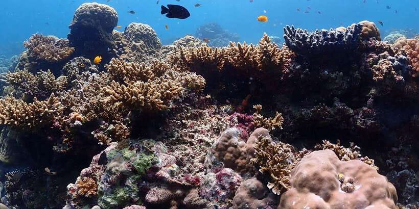 Cebu: Boat Diving Two Dive Tour in Olango Island - What to bring, what to avoid, and the safety rules you must respect