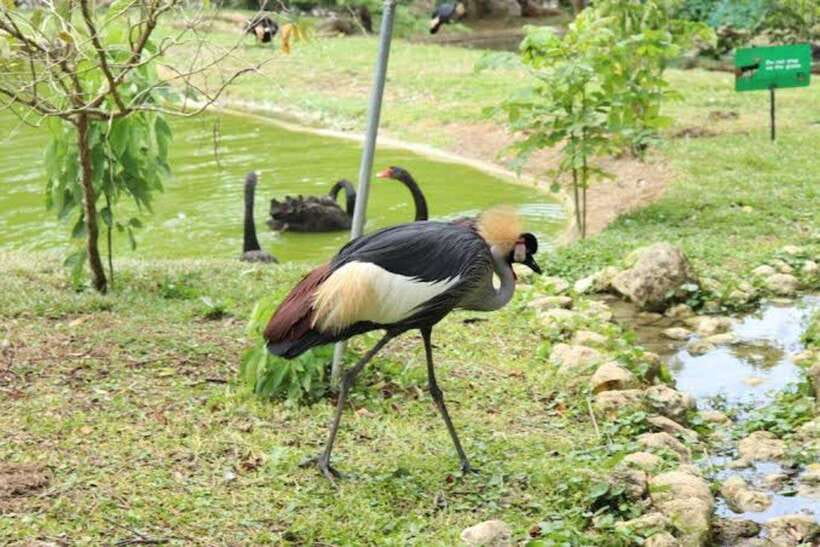 Cebu:Cebu Safari Adventure Park Day Trip - Who Should Book This, and Who Should Skip It