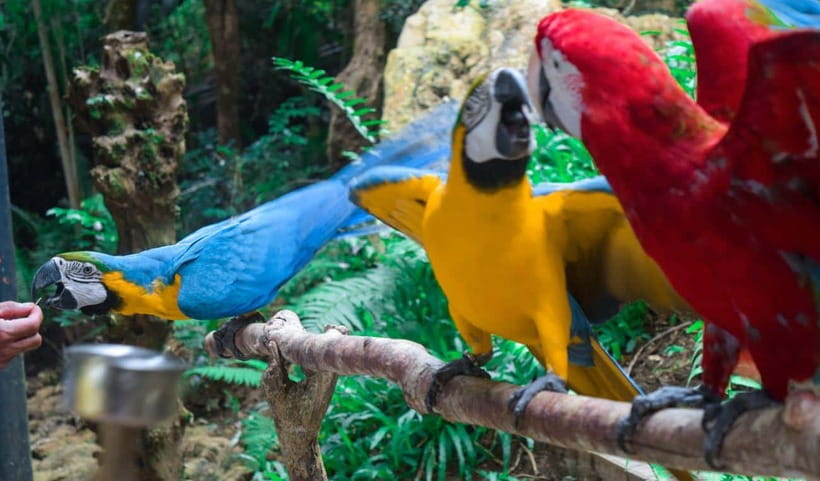 Cebu:Cebu Safari Adventure Park Day Trip - The Big Idea: A Safari-Style Day Inside Cebu Safari Adventure Park