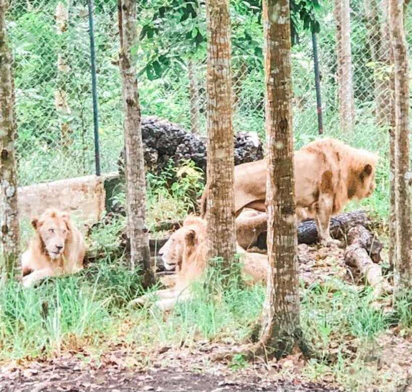Cebu:Cebu Safari Adventure Park Day Trip - Animal Encounters and Feeding Sessions: Fun, But Go in Aware