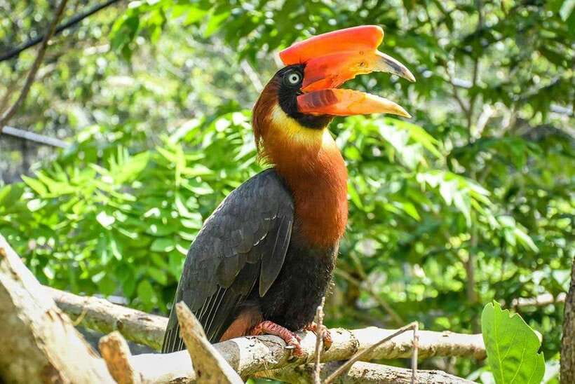 Cebu:Cebu Safari Adventure Park Day Trip - Meals, Souvenirs, and What to Budget Beyond the Ticket