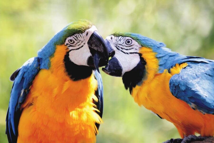 Cebu:Cebu Safari Adventure Park Day Trip - Value for $97: What You’re Paying For, and When It’s Worth It