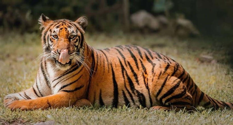 Cebu:Cebu Safari Adventure Park Day Trip - Your Cebu Pickup and the Flow of an 8-Hour Day