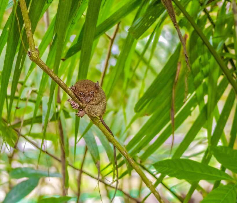 Cebu City: Bohol Countryside Tour with Loboc Cruise Lunch - Cebu Morning to Tagbilaran: Why the Ferry Day Feels Like the Backbone
