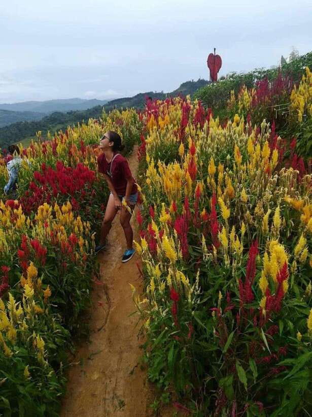 Cebu Highlands: Half-Day Escape with Optional Lunch - Private transport and driver-guides: the real reason this feels easy