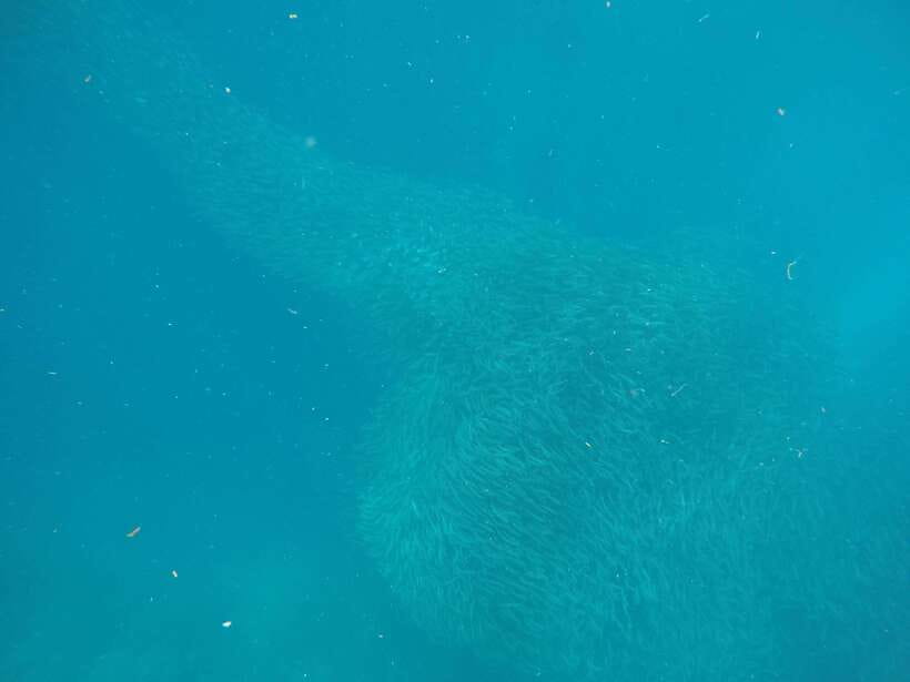 Cebu: Kawasan Canyoneering & Sardines Run and Turtle Chase - The Van Rides and Timing: When the Day Feels Long