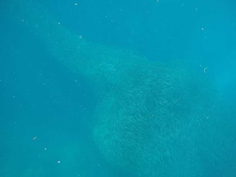 Cebu: Kawasan Canyoneering & Sardines Run and Turtle Chase - Should You Book the Cebu Sardines Run and Kawasan Canyoneering Combo?
