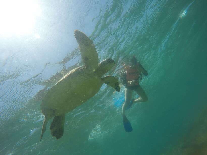 Cebu: Kawasan Canyoneering & Sardines Run and Turtle Chase - Badian Break and the Homecooked Lunch: Real Fuel, Not a Snack That Lies