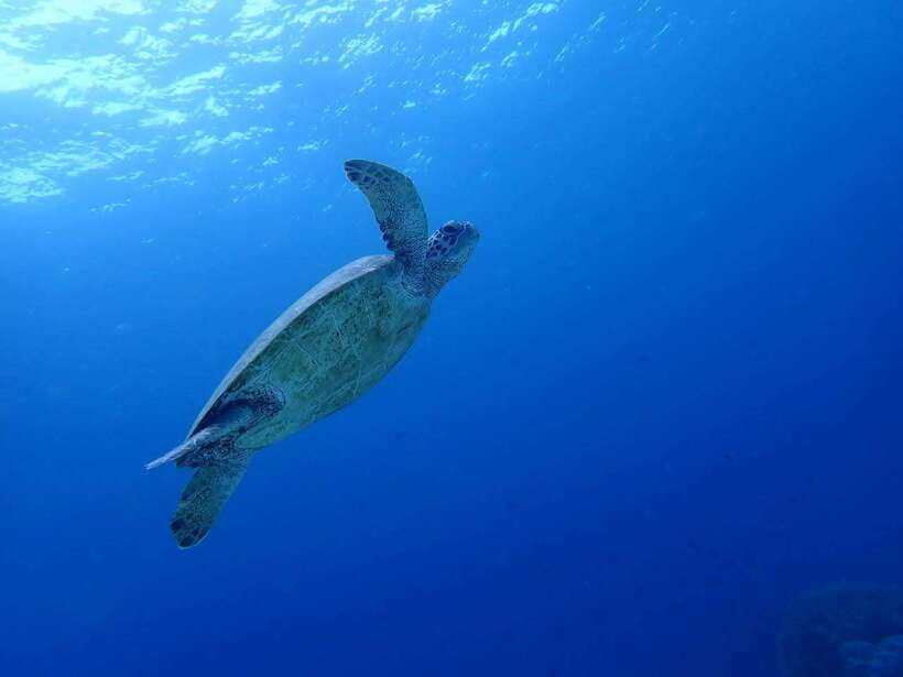 Cebu: Kawasan Canyoning, Moalboal Snorkeling, & Turtles Tour - The early Cebu pickup, and why the start time matters