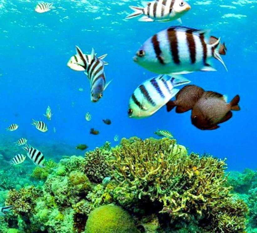 Cebu: Mactan Island Hopping Boat Tour with Lunch - Price and value: what you are really paying for