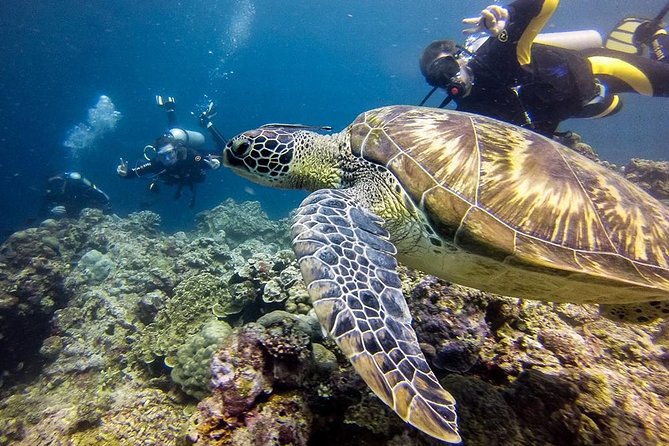 Cebu Moalboal Beach, Sardine Run, Sea Turtle Viewing + Canyoneering Tour - Snorkeling for Sea Turtles and the Sardine Run, Without the Guesswork