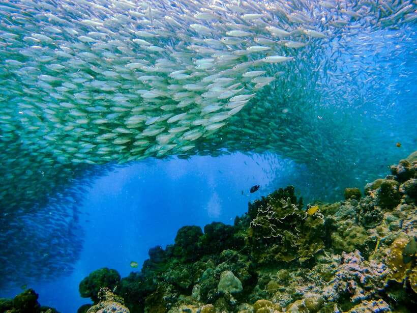 Cebu: Moalboal Sardines and Turtles Snorkeling Tour - How the tour really works from Cebu
