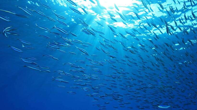 Cebu: Moalboal Sardines and Turtles Snorkeling Tour - Pickup, breakfast break, and the early start reality