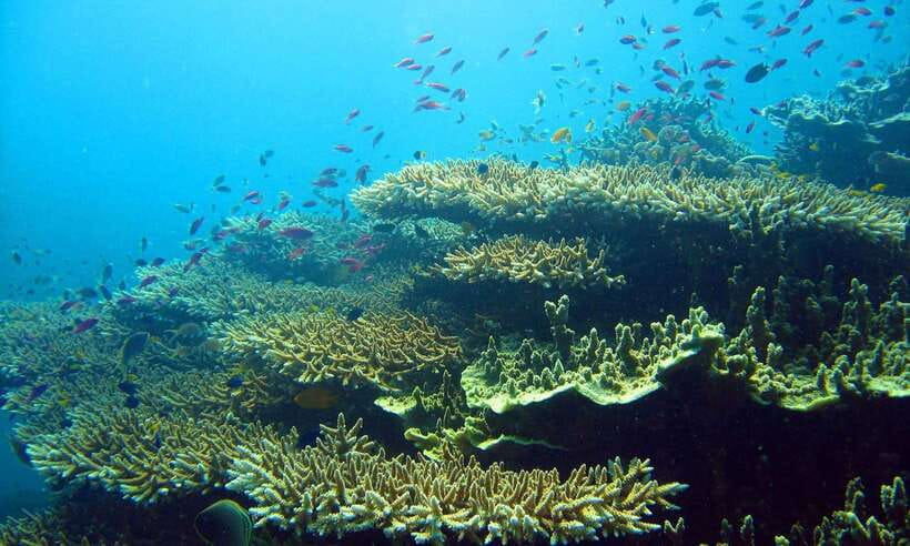Cebu: Moalboal Sardines and Turtles Snorkeling Tour - Pescador Island snorkeling: the sardines show up here