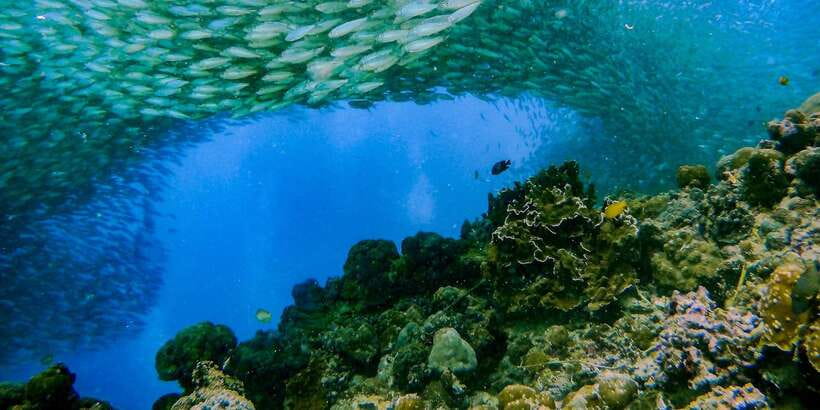 Cebu: Moalboal Sardines and Turtles Snorkeling Tour - Guides, service, and the human side of the day
