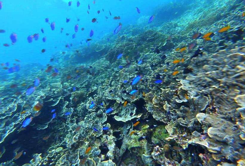 Cebu: Moalboal Sardines Run Snorkel & Kawasan Canyoneering - Badian lunch break: quick fuel before the canyon grind
