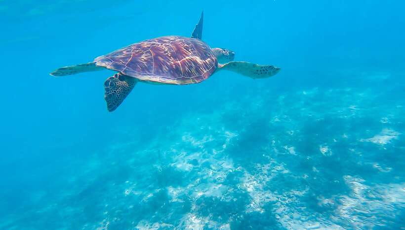 Cebu: Moalboal Sardines & Turtle Snorkeling and Canyoneering - Two Worlds in One Day, Sardines and Kawasan Canyoneering