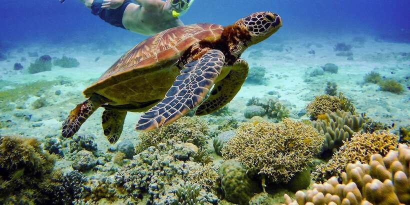 Cebu: Moalboal Sardines & Turtle Snorkeling and Canyoneering - Price and Value, Is $157 Worth a Two-Part Cebu Day?