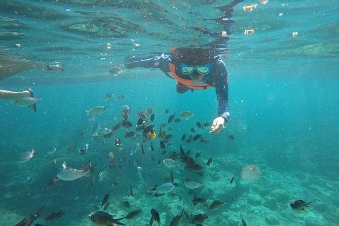 Cebu: Moalboal Sardines, Turtle Snorkeling & Kawasan Canyoneering - Why the 4:30 am start pays off for Moalboal marine life