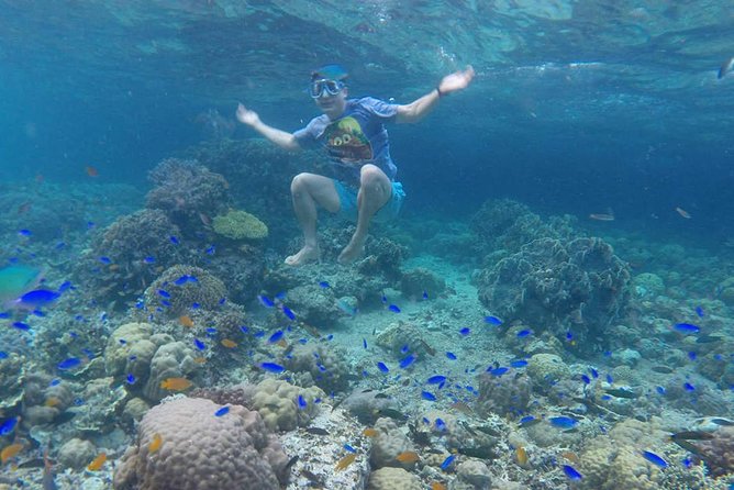 Cebu: Moalboal Sardines, Turtle Snorkeling & Kawasan Canyoneering - Sea turtle snorkeling in the wild: how to make the most of it