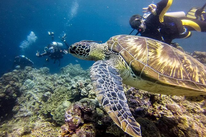 Cebu: Moalboal Sardines, Turtle Snorkeling & Kawasan Canyoneering - The value of this combo: one day, two very different Cebu highlights